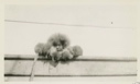 Image of Eskimo [Inughuit] kiddie looking over rail